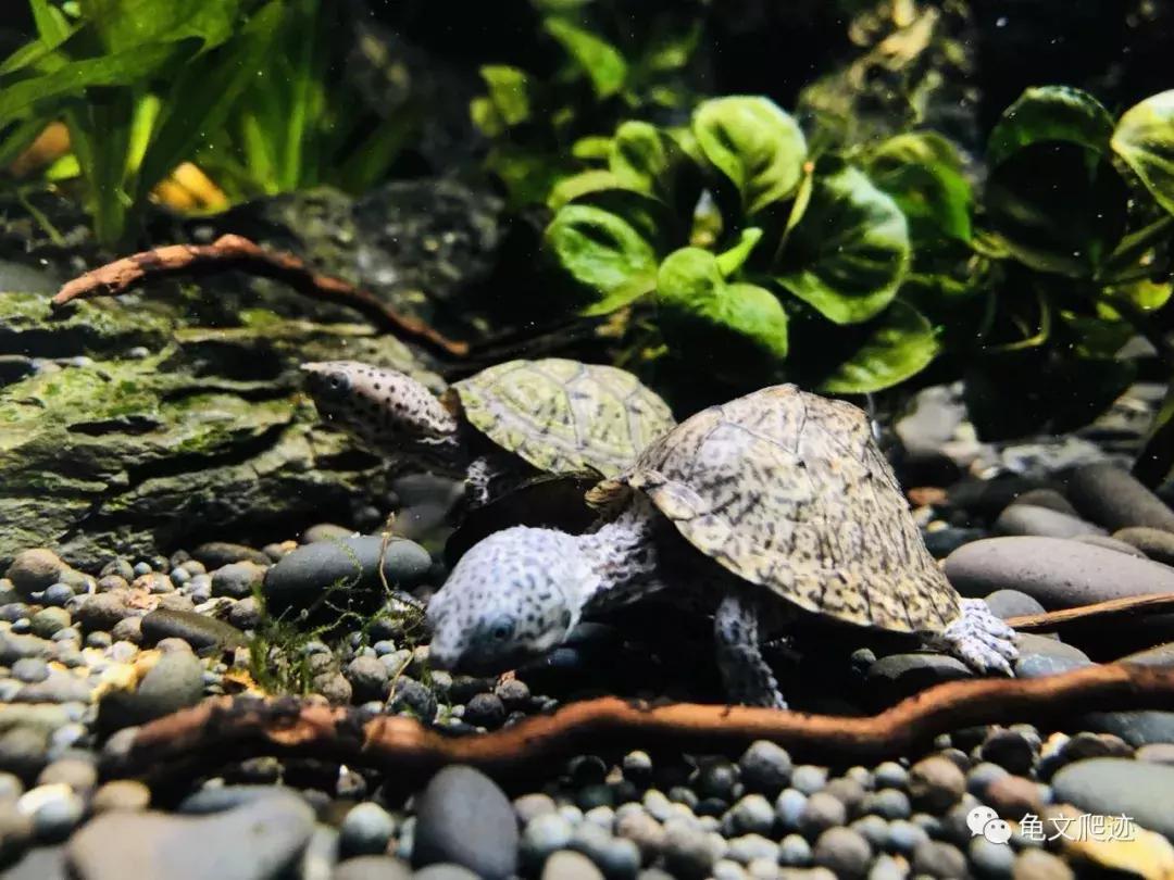 半水龟环境布置,最好玩的半水龟