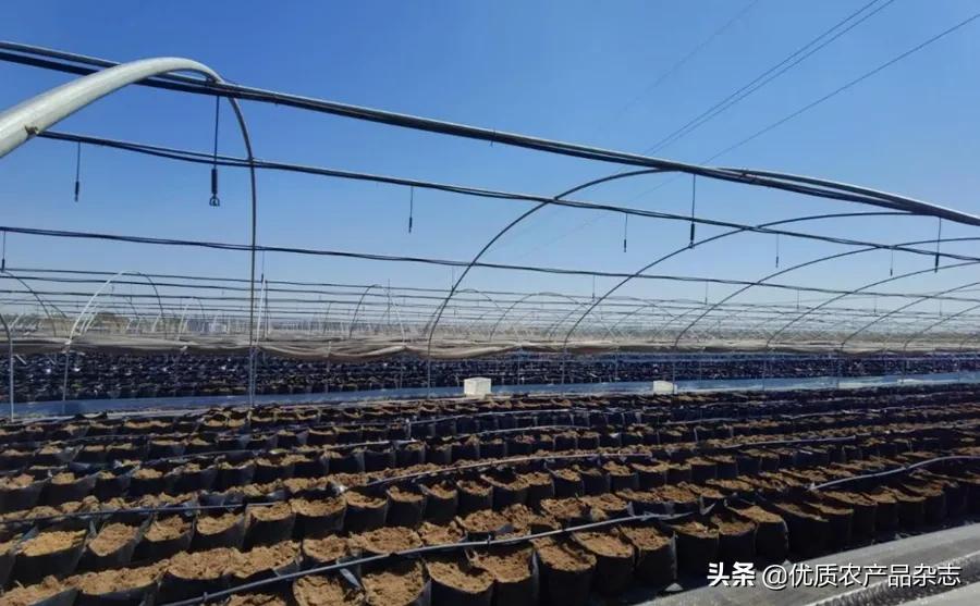 大姜种植技术大全和利润,无公害姜种植技术