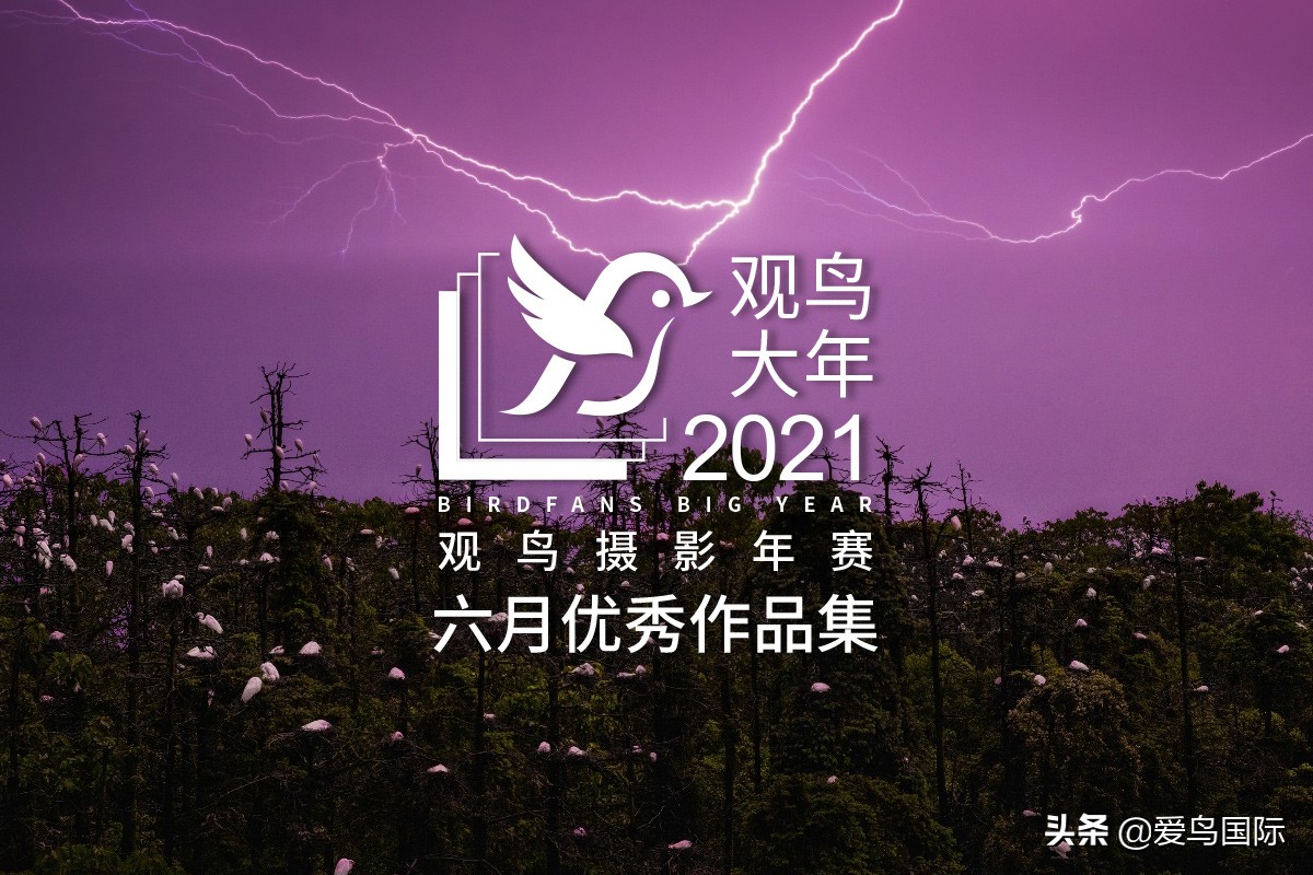 鸟类最好看的照片,100张绝美鸟类图片