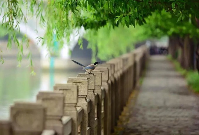 玉人何处教吹笙,玉人何处教吹箫什么梗