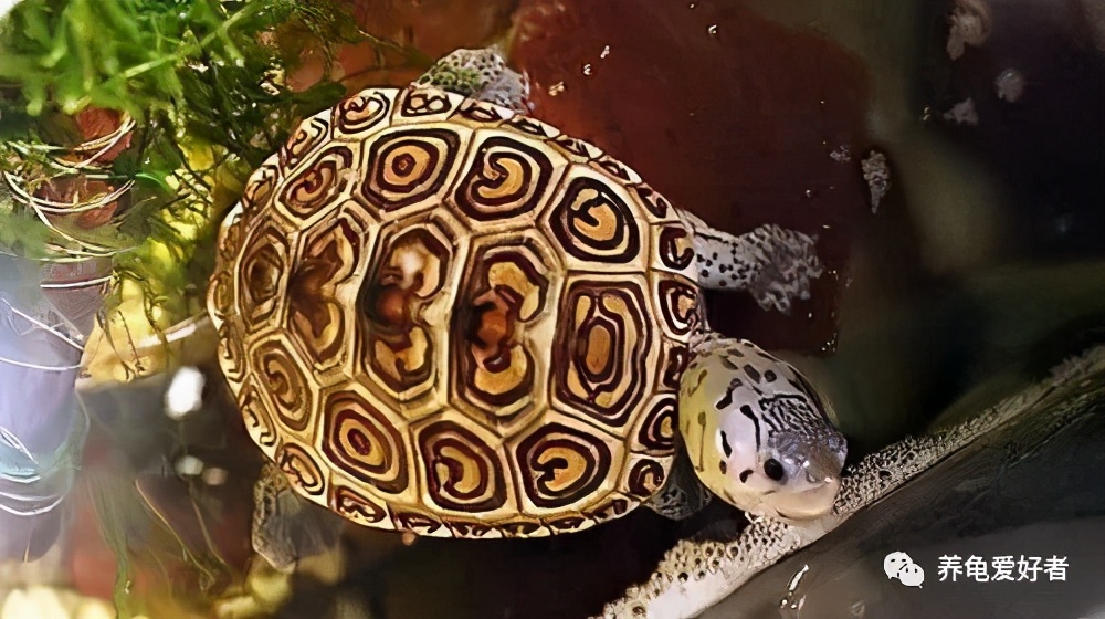 钻纹分类大全,钻纹基础知识