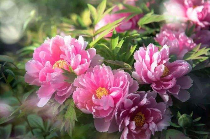 盘点世界各国国花你最喜欢哪种,世界各国国花大全及寓意图片