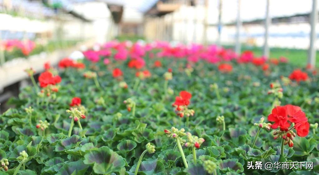 宿迁苗木为什么是神苗,宿迁神苗是真的吗