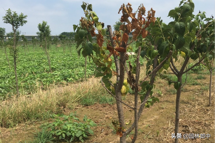 樱花树发芽又枯萎,樱花树突然死亡什么原因呢