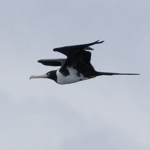 狂风暴雨的时候小鸟在哪避雨,鸟类躲避暴雨