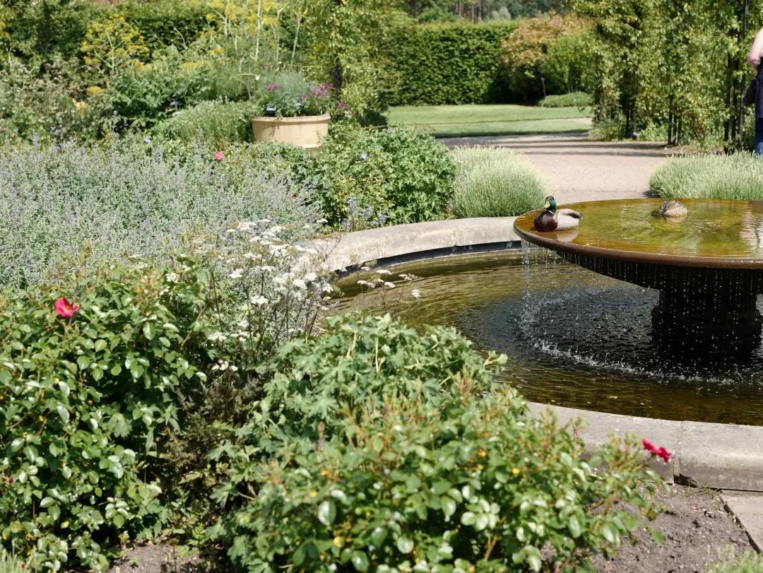 建一座完全不打药的生态花园,所有生命在这里和谐共处,值得收藏