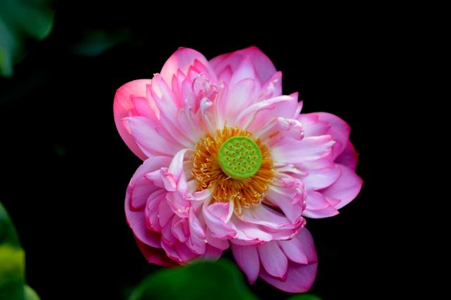 最美的荷花诗句,一起赏荷花的诗词歌赋