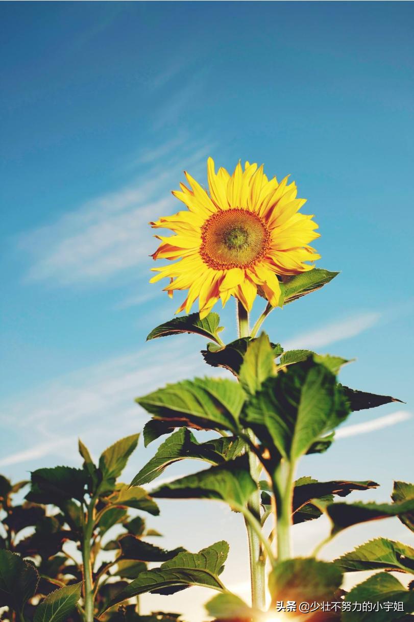 桃李不言下自成蹊感谢恩师的话,感谢师恩的经典诗词桃李满天下