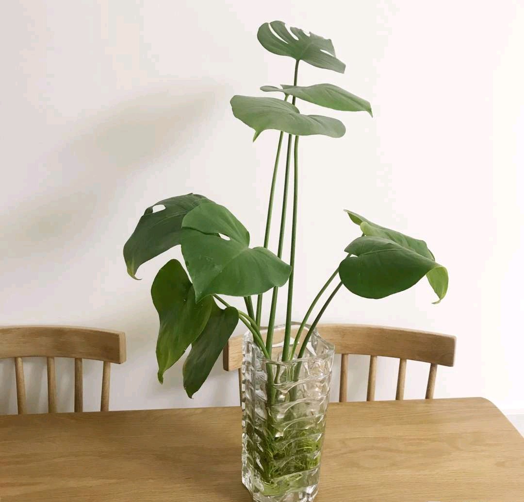 水培富贵竹有黄叶怎么办,水培龟背竹根臭了怎么办