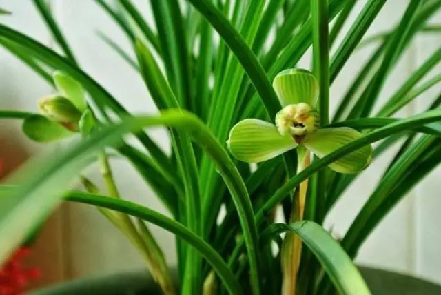 兰花生病怎么治最有效果,兰花病害怎么治愈