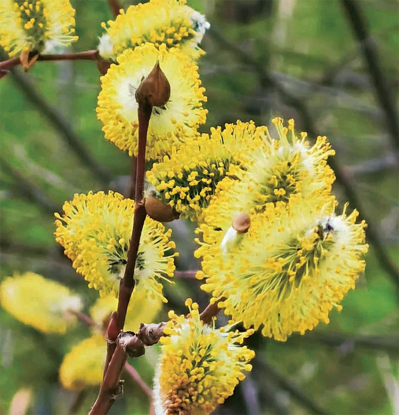 林草知识普及,林草科普讲解