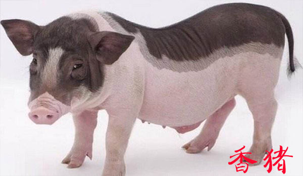 现在全国最新猪肉价格多少钱,目前猪肉价格最高和最低差多少钱