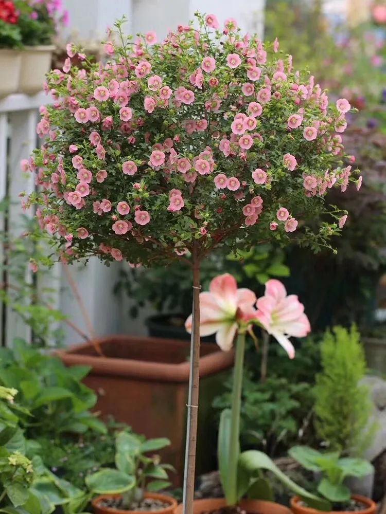 耐寒又好看的花期最好养的10种花,夏天到了5种花要少浇水