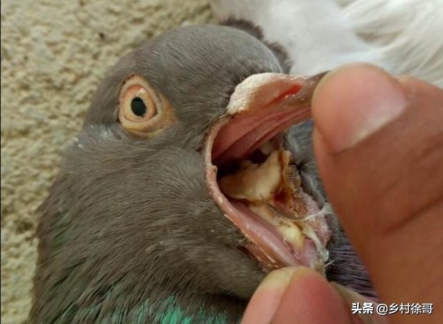 信鸽营养价值及功效,信鸽粪便识鸽病及用药