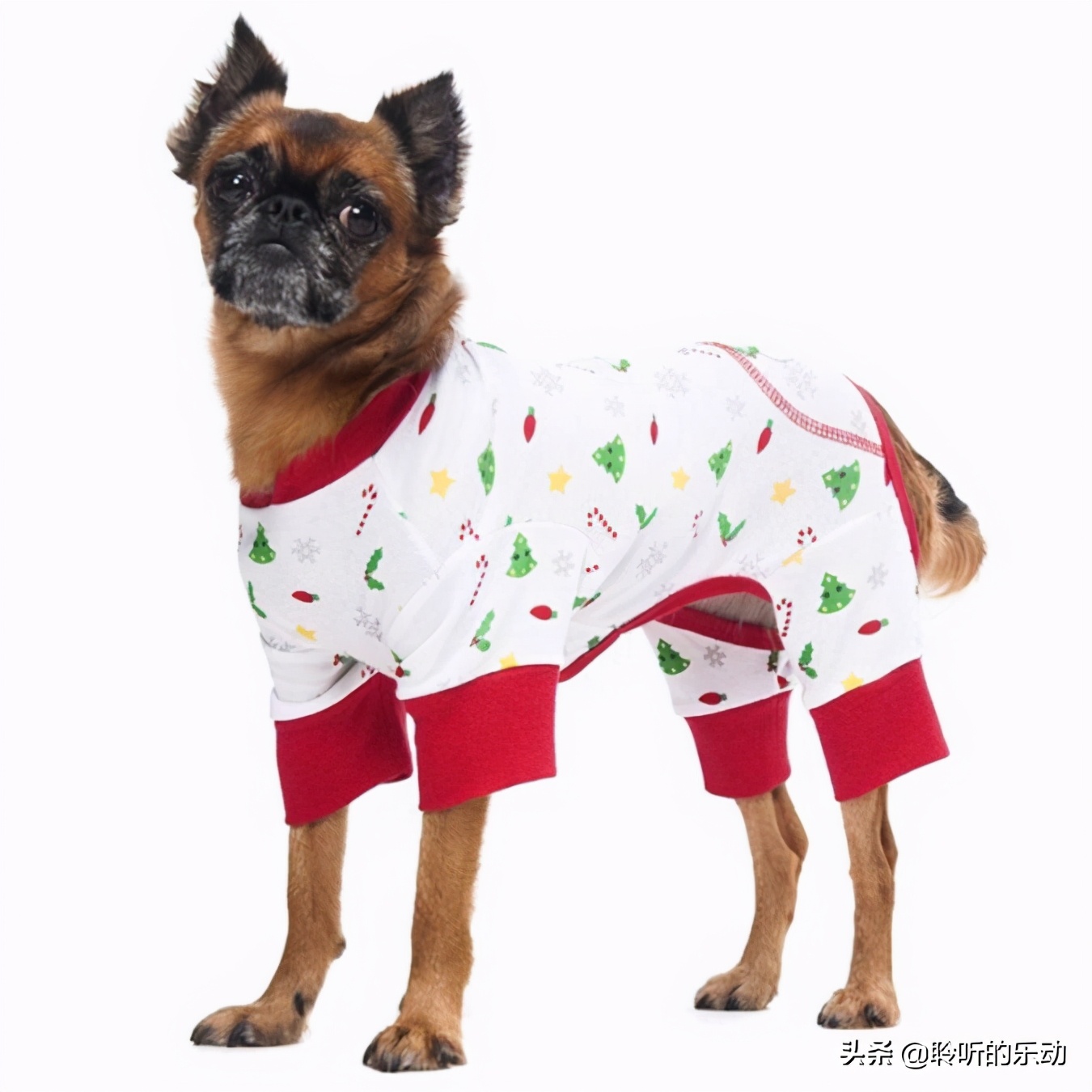 十大可爱的宠物狗,最潮的狗狗穿衣搭配