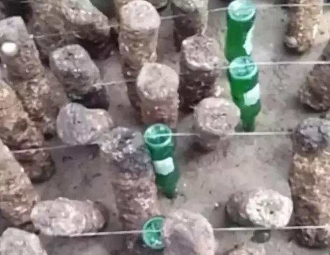 种香菇的方法视频教程,种香菇的正确方法