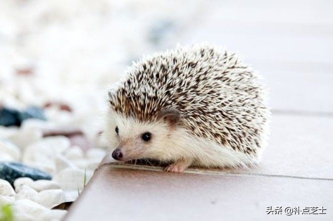 关于刺猬的小知识,宠物刺猬的冷知识