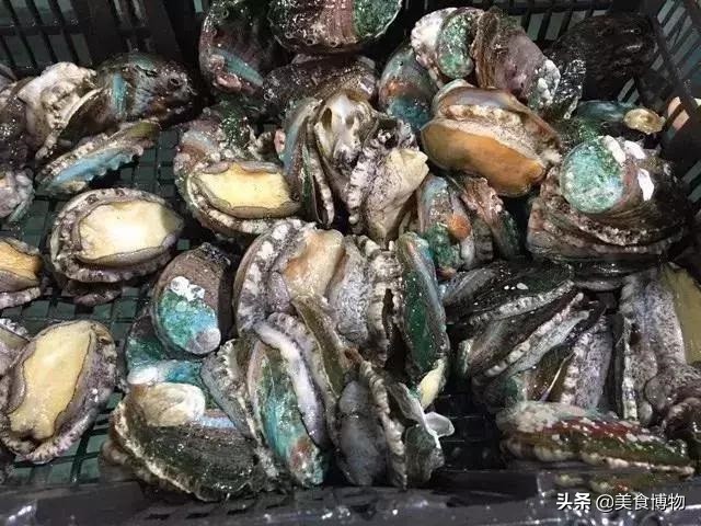 鲍鱼大全，带你认知全世界的鲍鱼（下）