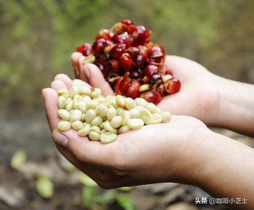 咖啡的涩感像什么,咖啡的涩感怎么解决