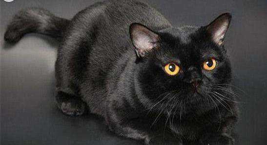 世界上最受欢迎的10种猫咪,最受欢迎的猫咪前5名