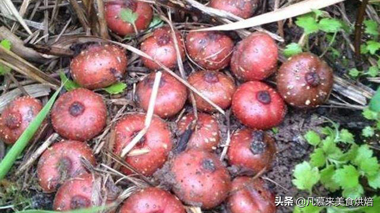 水果百科知识大全水果种类,水果种类大全水果如何分类