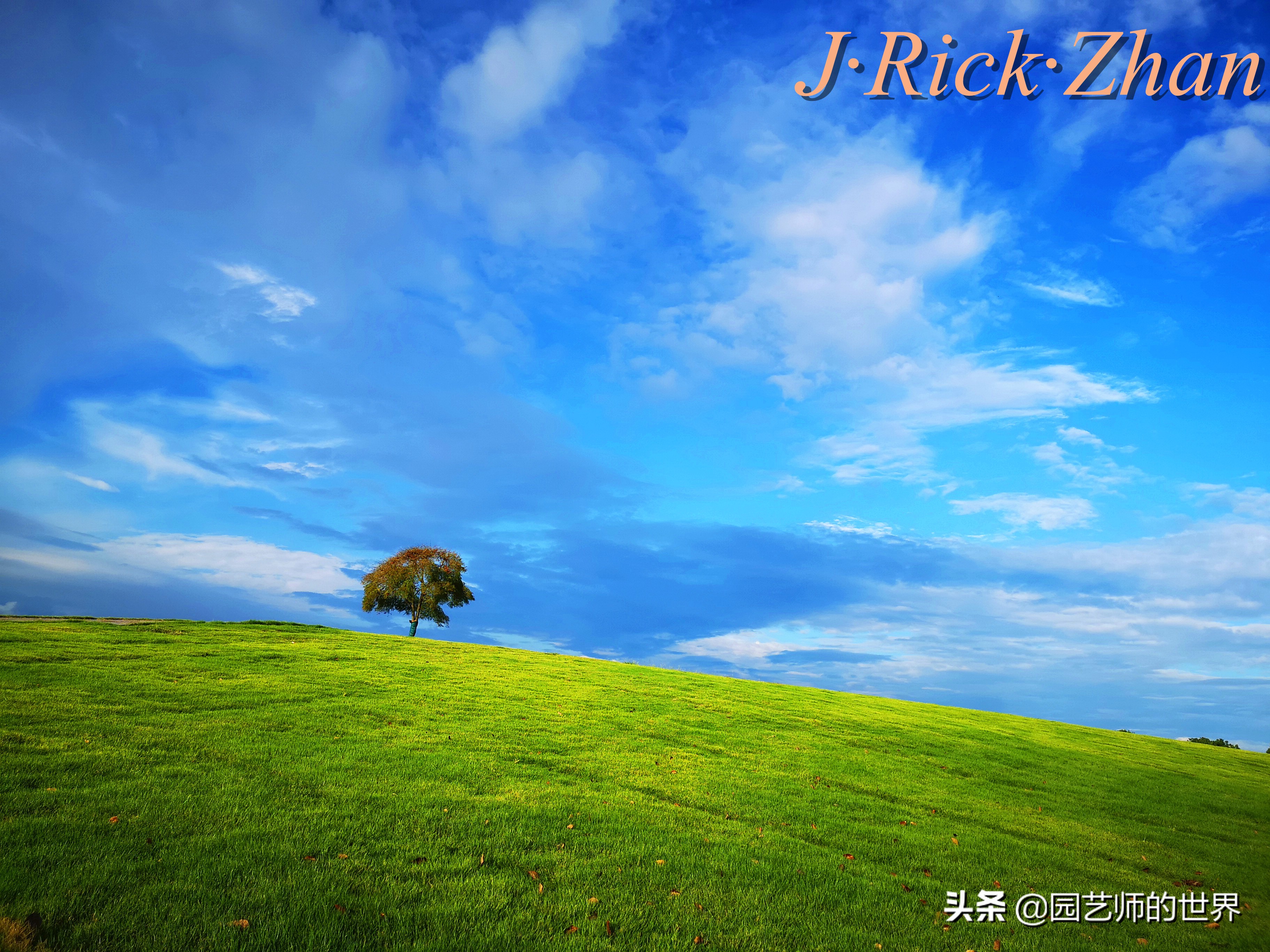 怎样种植草坪技术,果岭草坪的种植养护方法及技巧