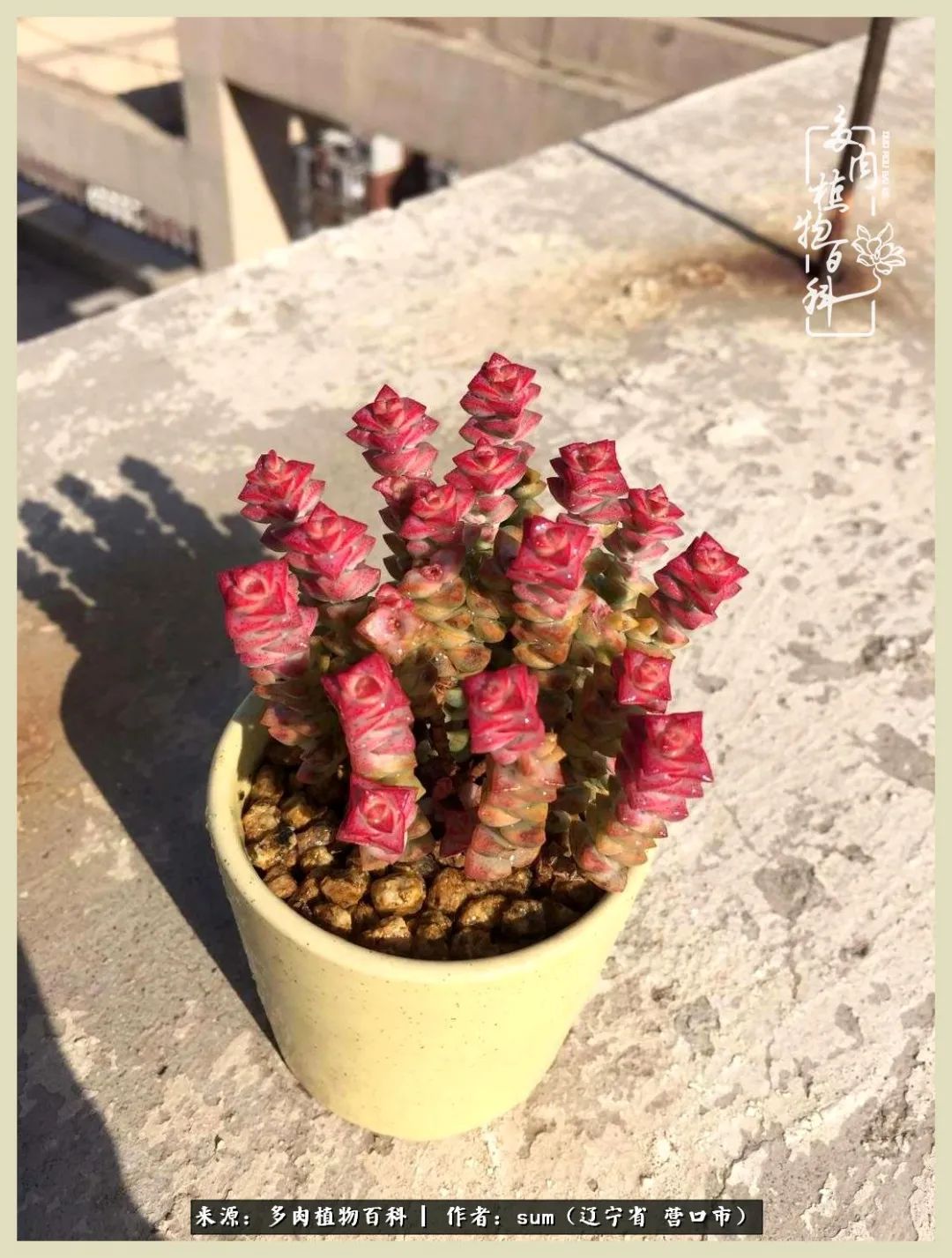 养多肉是一个很治愈的过程,养多肉是一种爱