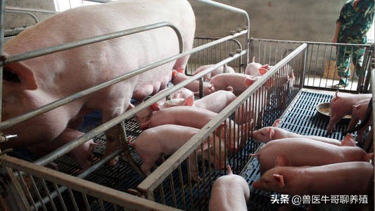 母猪产程长产仔慢的原因以及对策