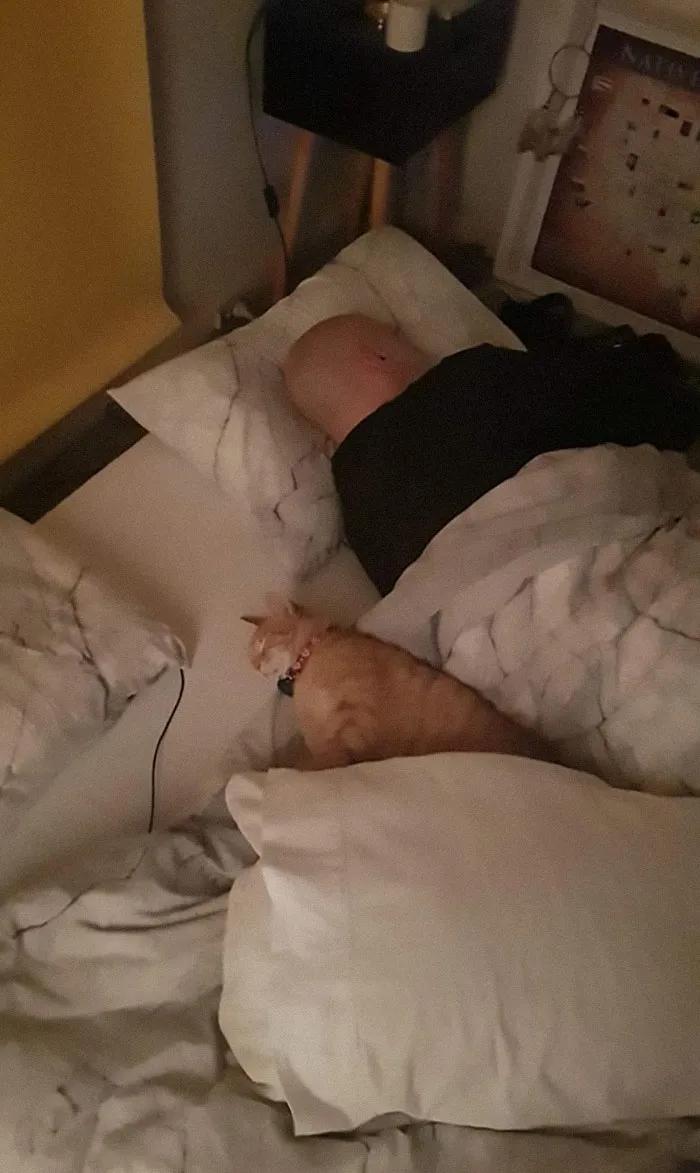 关于猫咪的可爱故事,可爱的小猫咪儿童故事