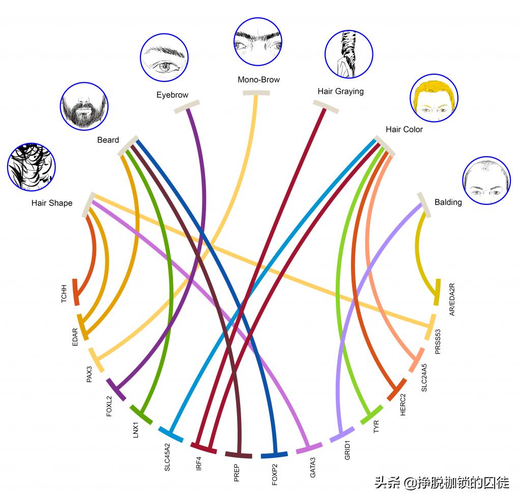 人为什么会长一根特别长的白眉毛,人长的眉毛与寿命有关吗