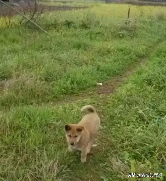 这样的中华田园犬难道你不爱吗,怎么样的才能称得上中华田园犬