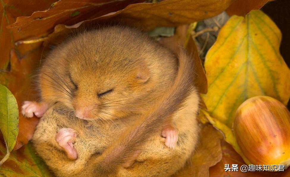 千奇百怪的趣味冷知识,我的世界的趣味冷知识