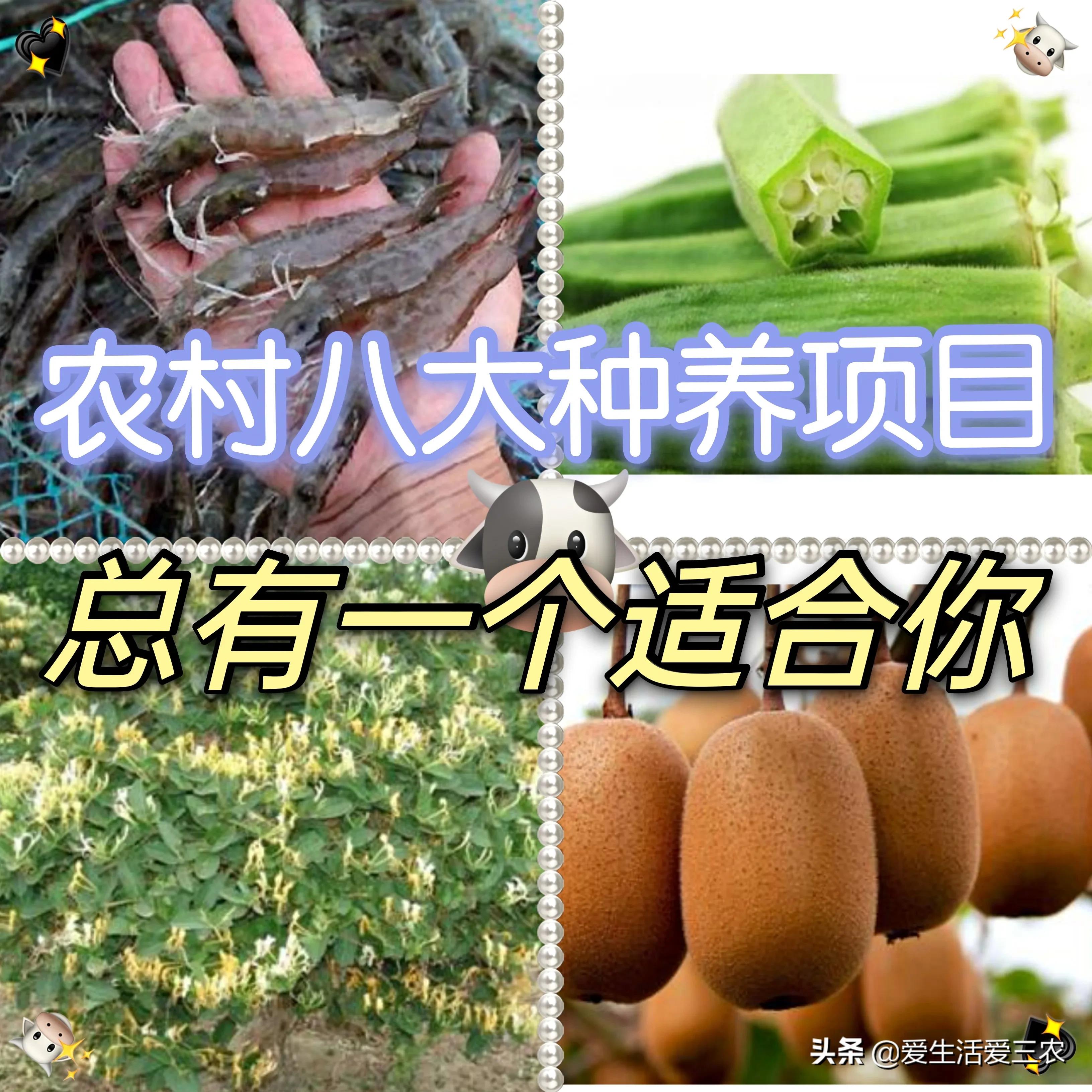 现在农村最快致富是什么行业,农民致富的手工行业