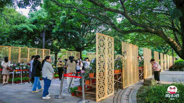 福州菊花展21年还有吗,福州西湖菊花展人山人海