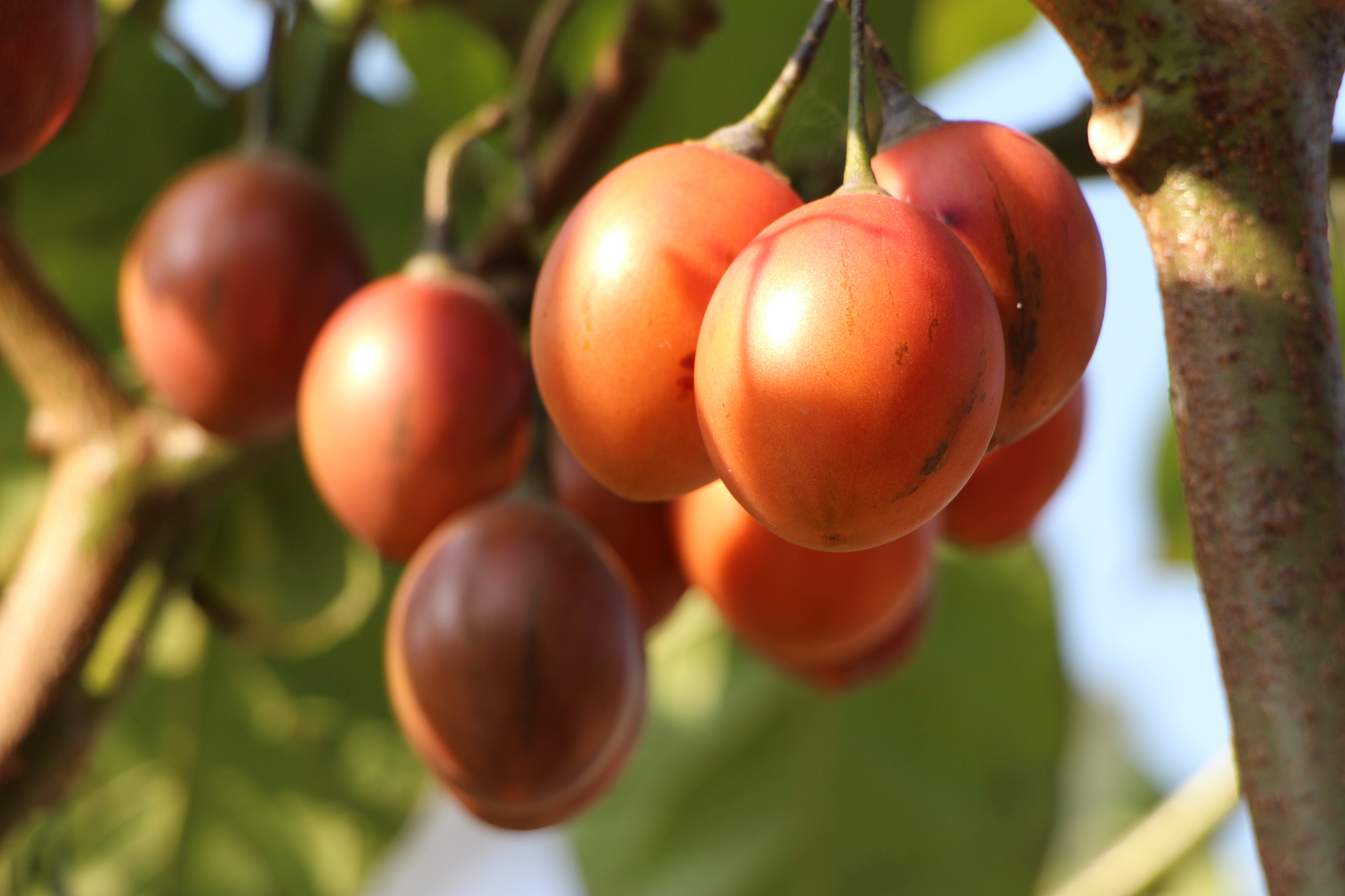 冬天怎么防止番茄冻伤,果树防止倒春寒最好的方法