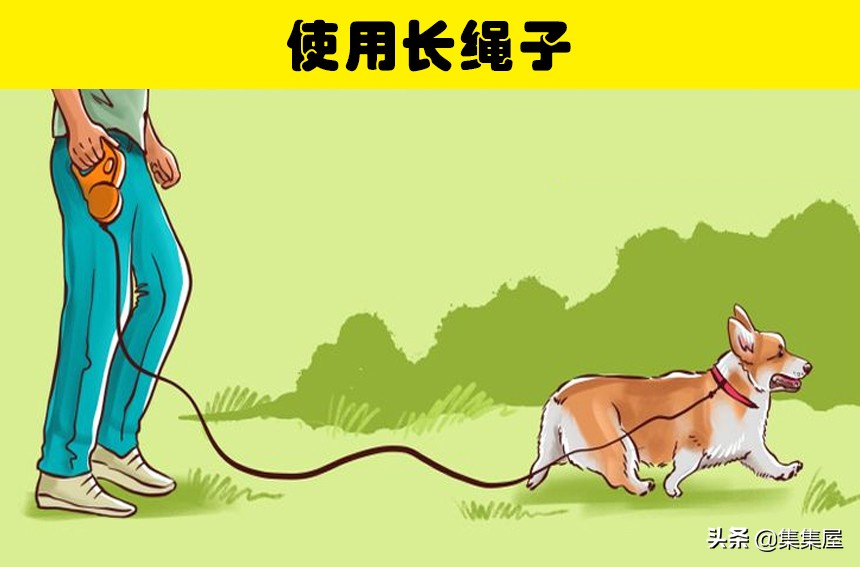 如何引导狗狗适应牵引绳,狗狗牵引绳太大了怎么办