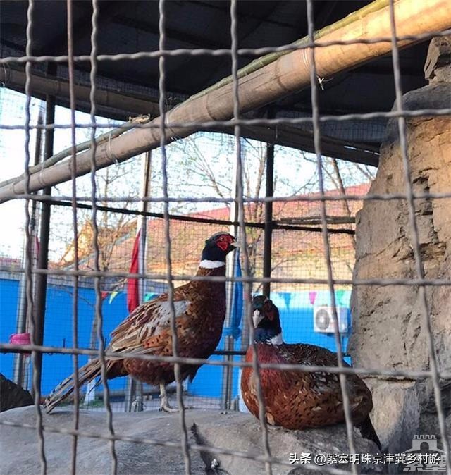 北京周边可以垂钓的农家院,北京钓鱼度假农家院