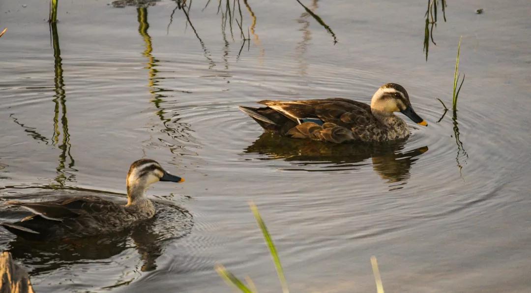 涂上黄色的“润唇膏”,TA就是野鸭中最靓的仔