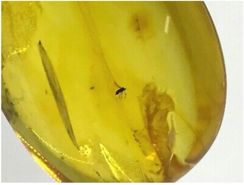 辽宁琥珀产地哪里最好,琥珀蜜蜡的主要产地有哪些