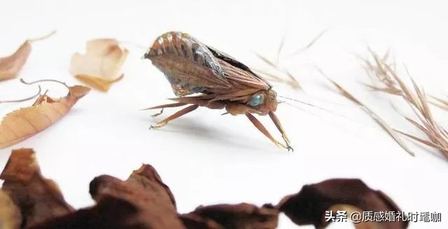 蝗虫算是物种入侵吗,蝗虫是圣甲虫吗