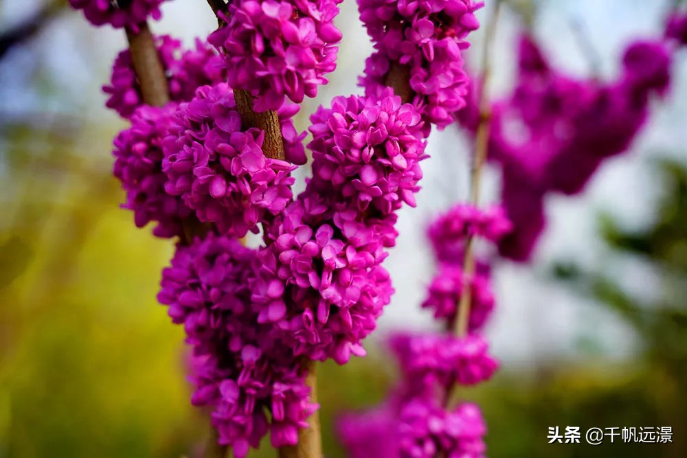 阳春四月迎来春,阳春四月槐花香