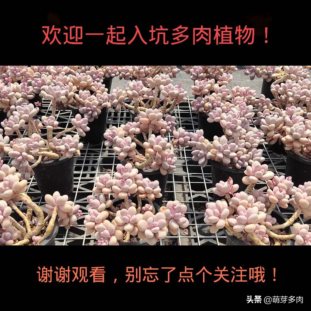白菊仙女杯多肉植物,多肉仙女杯为什么越养越细