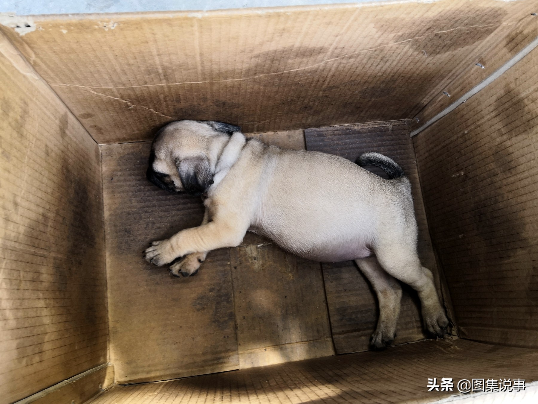 宠物狗市场博美犬真实价格,200元一只博美犬同城购买