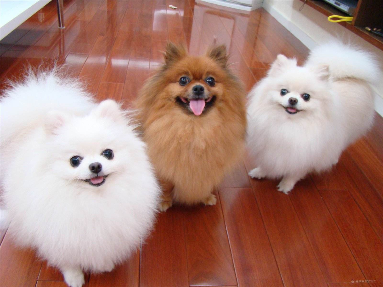 博美犬泪痕怎么消除,博美犬去除泪痕什么最有效