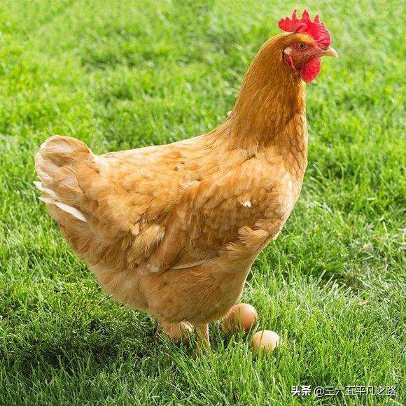 为什么说鸡是千日虫,鸡是千日虫