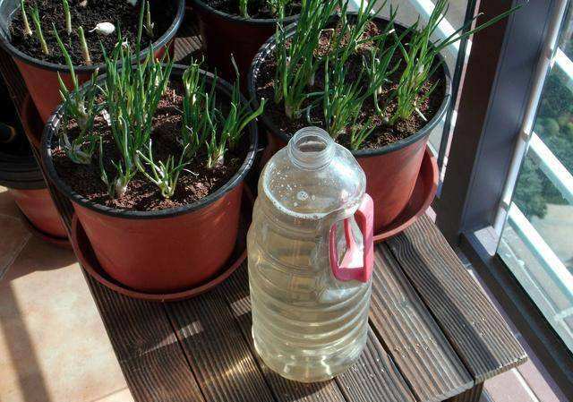 阳台盆栽水果大收获,阳台盆栽水果秋天下什么肥料