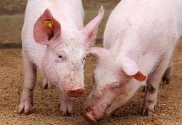 养猪生病吃什么药,养猪大户猪发高烧用什么药好