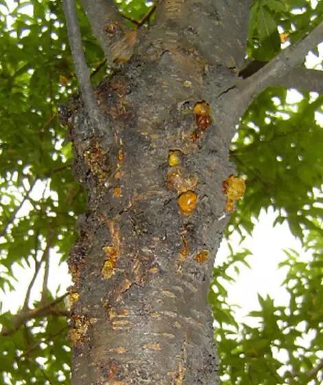 樱桃的常见病虫害及防治方法,樱桃虫害最佳防治方法