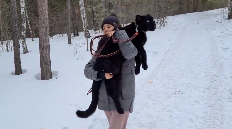 我的萌宠鸟类,我的萌宠是只牛原版