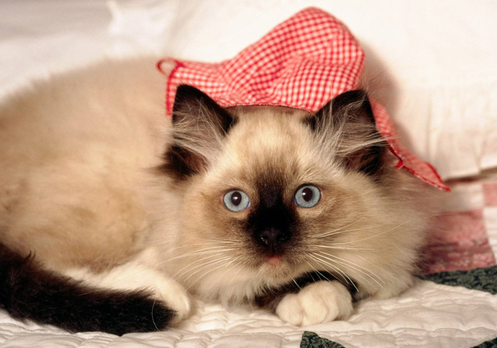 猫咪乱拉乱尿是不是猫砂盆没清理,猫咪乱拉乱尿能打吗